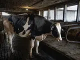 Cow in a barn
