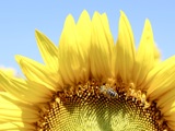A sunflower 