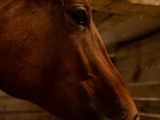Horse in a barn